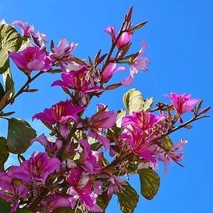 Meet your Posher, Surjit